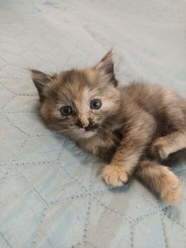 лысый кот: Ищем добрых хозяев для котенка! г. Кара-Балта Это девочка, месяца