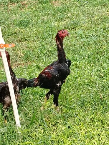 heyratı beçə: Xoruz, Heyratı, il: 1, Ünvandan götürmə