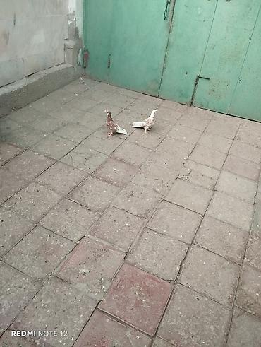 quş xana: Biri erkək,biri mayadır.Kəvən quşlardir.Iran cinsleridir.Qiymet cütüne — 1