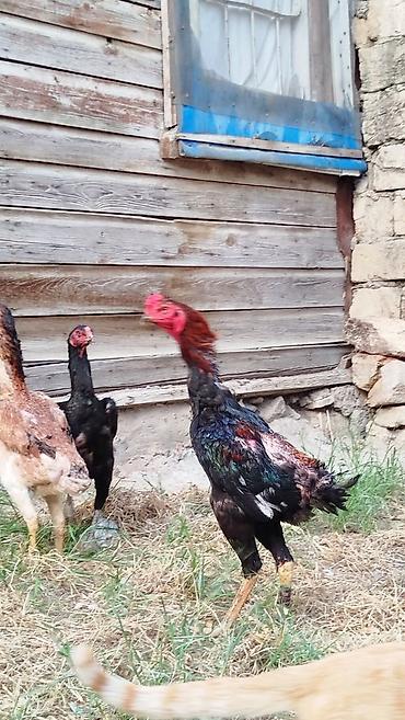 qaz satılır: Salam hərkəsə. Heyratı Shamo satılır. sap sağlam heyvandır. endirim — 1