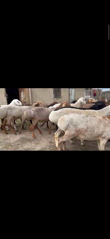 стрижка овец: Продаю | Баран (самец) | Арашан | На забой | Племенные