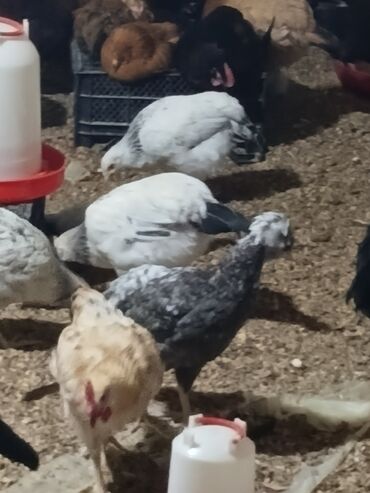 Mal-qara: Toyuq, Damazlıq, Pulsuz çatdırılma