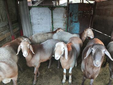 продажа баранов в бишкеке: Продаю | Баран (самец) | Арашан | Для разведения | Племенные