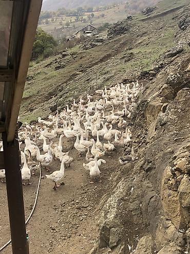 malyar isləri qiymetleri: Salam satlıq təbi kənt qazlardı real alcılar əlaqə saxlasın kiloynan — 3