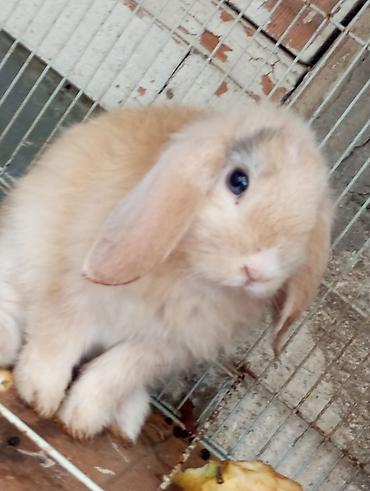husky sekilleri: Mini lop qulaqlı dekorativ dovşan balaları.3aylik. - Cins: Mini lop — 2