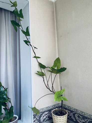 большие комнатные растения: Продаю сингониум…красивое, быстрорастущее комнатное растение 🪴