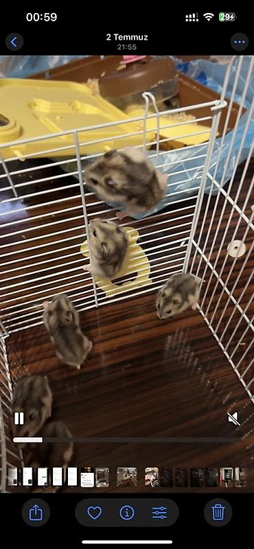 Gəmiricilər: Djungar hamsterləri – aktiv və mehriban balalar - Növ: Djungar (cücə — 3