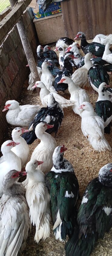 Ördəklər: Təcili satılır.Real alıcılar əlaqə saxlaya bilər — 24