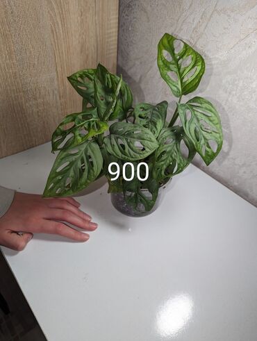 Комнатные растения: Продаю комнатные растения