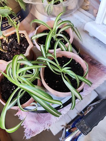 Декабристы: Алоэ Вера детки и алоэ столетник, для красоты, для лечения — 6