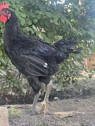 Куры, петухи: Продаю | Куры, Петух, Цыплята | Для разведения — 14