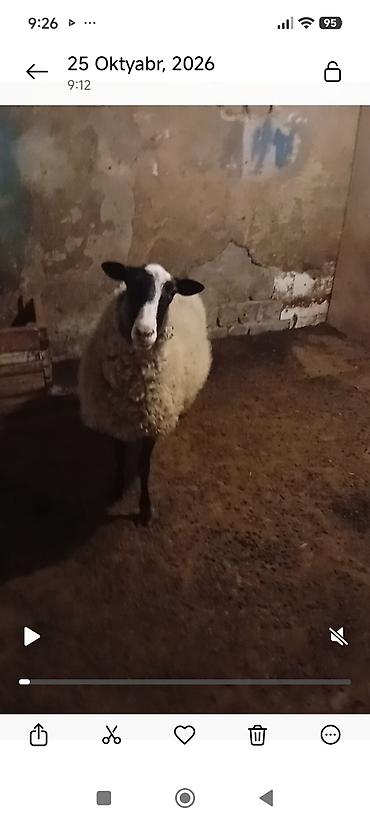 halep kecisi satilir: Qara-ağ naxışlı qoyun satılır. Ramanov cinsi Qoyun 1 yaş11 aylıq — 4