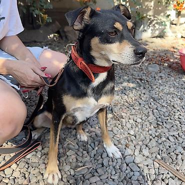Отдам даром собаку: Собака даром: Дворняжка, 2 года, Самка, С прививкой — 1