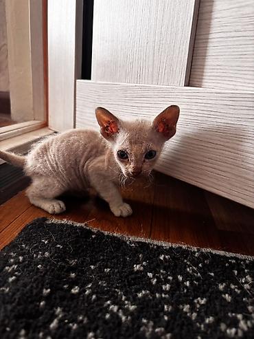 слив казанской пантеры: Сфинкс, 2 месяца, Девочка, Приучена к лотку — 2