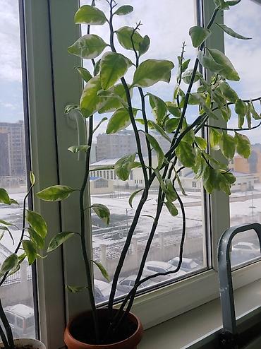 Другие комнатные растения: Продаются цветы от 200 до 500 сом — 5