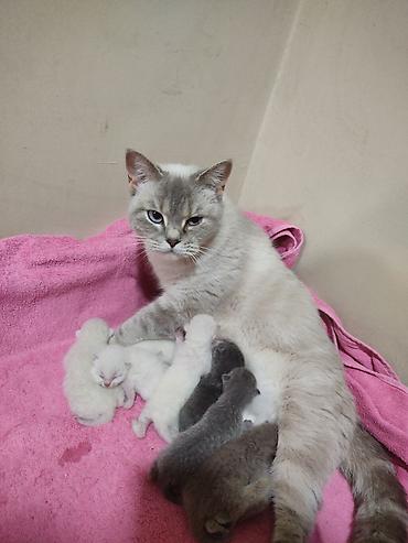 Pişiklər: Britan -da lalafo.az — 13 Pişiklər: Britan — 13