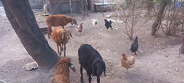 продаю собаки: Продаю | Ягненок | Полукровка | Для разведения | Ярка — 6