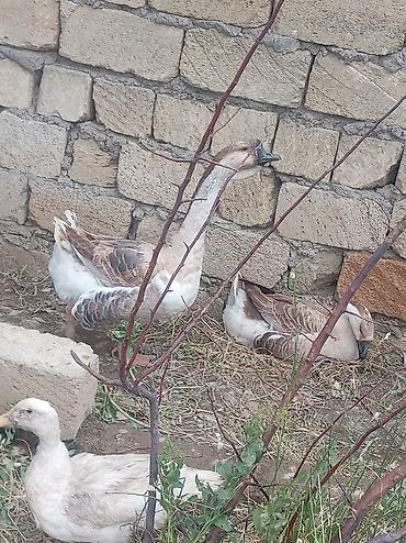 bakida cins ineklerin satisi: Elim yandida satılir tecili köcle baglı 4 qaz 1erkek 3disi hal hazırda — 3