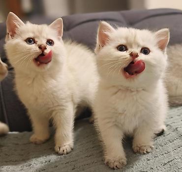 Pişiklər: Britan, Erkək, Dişi, Yaxşı əllərə, Ünvandan götürmə, Ödənişli çatdırılma — 1