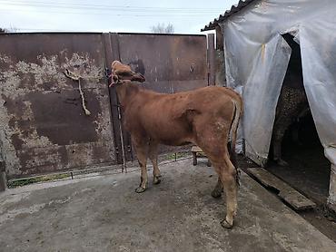 Коровы, быки: Продаю | Тёлка | Для разведения | Привязанные — 14