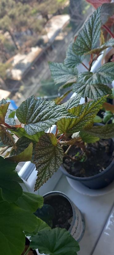 ucuz gul: Otaq gülləri – kolleksiya sortları - Impatiens (balsamin) – — 9