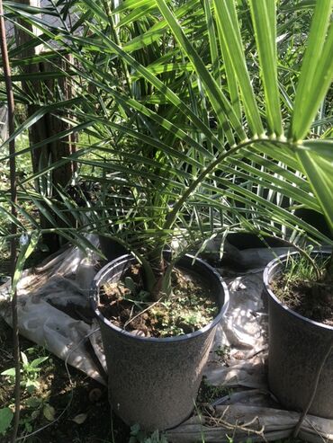 agaci: Qabda xurma palması (Phoenix dactylifera tipli dekorativ xurma) - lalafo.az -da agaci: Qabda xurma palması (Phoenix dactylifera tipli dekorativ xurma) -