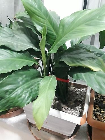 gül toxum satışı: Spathiphyllum (Sülh Zanbağı) – otaq bitkisi - Növ: Spathiphyllum — 1