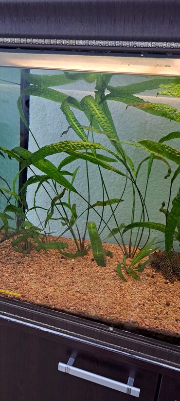 аквариум: Akvarium ucun tebii otlar.1 kökü 10 azn. Catdirilma Nerimanov metrosu
