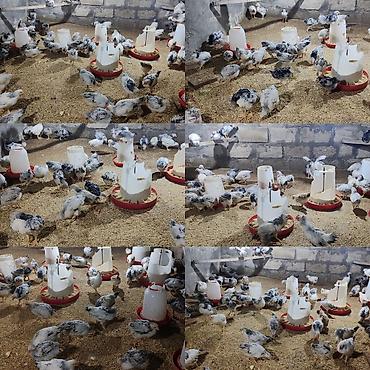 kirpi satisi: Təcili Satılır Serebris F6 colpaları 125 ədəd Colpa irili xırdalı 2 ay — 1