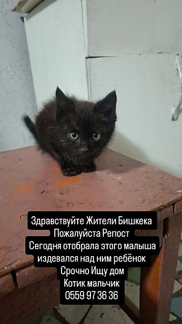 Отдам даром кошку: 2 месяца, Мальчик, Приучена к лотку, Проглистована — 1