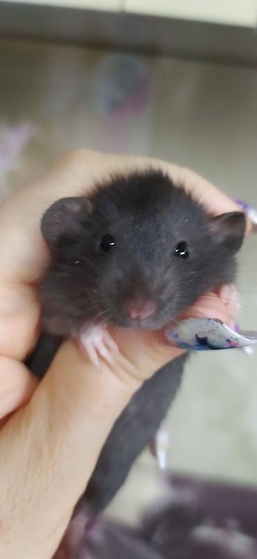 Крысы: Привет друзья !! У нас родились красивые крысята.Друзья в питомнике - — 15