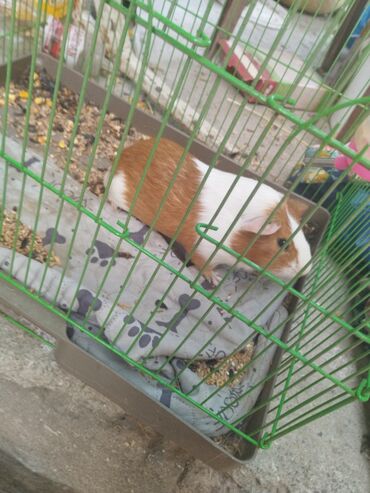 мальтезе баку: Qvineya donuzu satılır 🐹 Cazibədar qvineya donuzu yeni ev axtarır! ✅