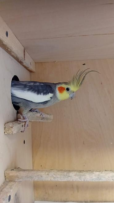 Cute hazir böyuk saglam oxuyan erkəy karella cox gozel oxumaq var lalafo.az -da Cute hazir böyuk saglam oxuyan erkəy karella cox gozel oxumaq var