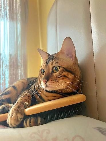 Pişiklər: Benqal, Erkək — 6