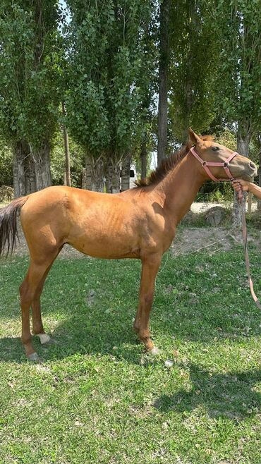 британская короткошерстная кошка золотая шиншилла: Сатам | Тай