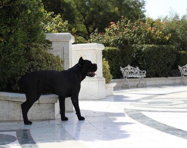 İtlər: Kane-Korso, 3 ay, Erkek, Sənədli — 14