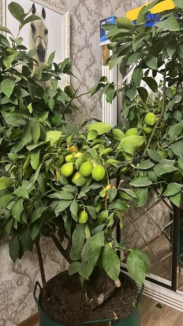 купить удобрение: Плодоносящее комнатное лимонное дерево в кадке. - Крупное, уже