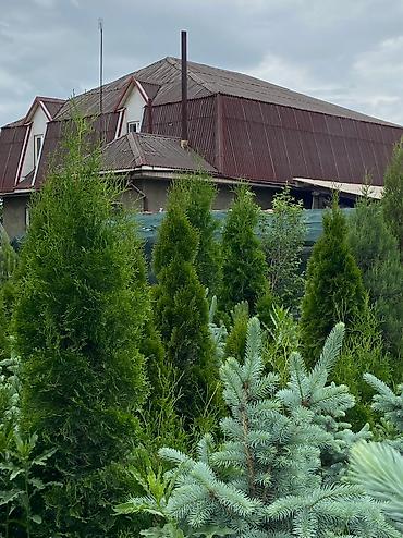 Туя: Продаются декоративные хвойные растения 🌿🌲 -туи от 80 до 300см -ели от — 7