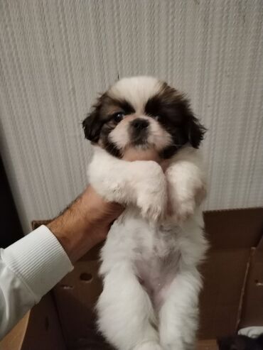 İtlər: Pekines, 1 ay, Dişi, Ünvandan götürmə