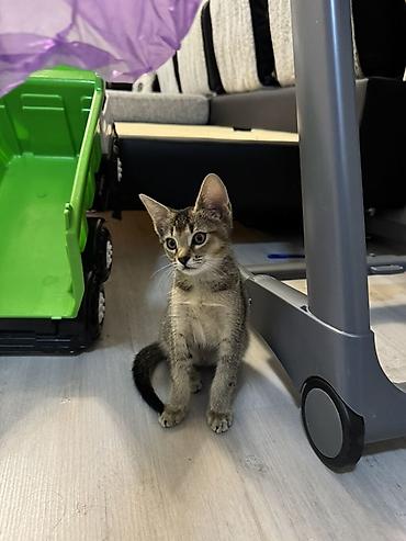 кошка золотая шиншила: Пристраиваем очаровательного котёнка Пол: девочка Возраст: 3 месяца — 4