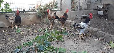 Другие с/х животные: Xoruz, Salam, xoruzlar satilir isdediyin gel sec apar yaxsi saglam — 2
