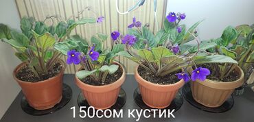 комнатные растения цветы: Продаю комнатные цветыфиалка,малочай миляальтернатера