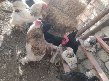 Digər quşlar: Mayali brama yumurtasi.unvan Yeni ramani
catdrilma neftciler — 9