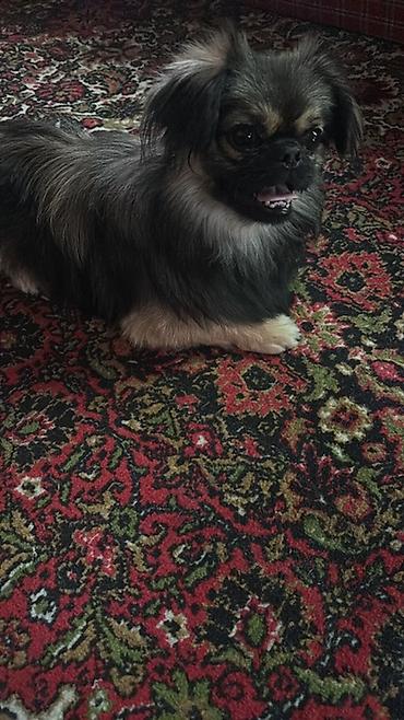 kangal itləri: Pekines, 1 il, Erkək, Ünvandan götürmə — 1