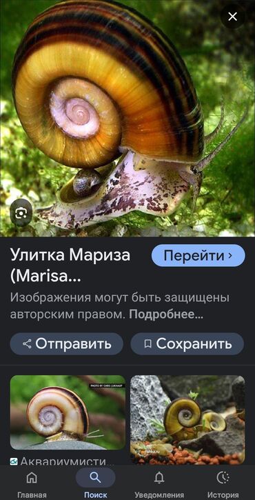 живые крабы: Улитка Мариза (Marisa cornuarietis) с плоской раковиной и широким