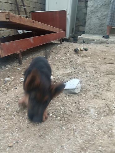 pidbul it: Alman çoban iti, 2 ay, Dişi, Peyvəndli, Ödənişli çatdırılma — 4