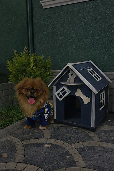 Pekines, 8 ay, Erkək, Peyvəndli, Pulsuz çatdırılma