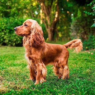 koker spaniel baku: Koker spaniyel, 1 il, Erkək — 2