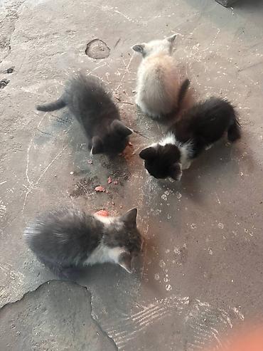 Котята Описание: - Возраст ориентировочно 1–2 месяца (по размеру и at lalafo.kg Котята Описание: - Возраст ориентировочно 1–2 месяца (по размеру и