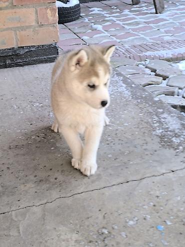 Продажа собак: Хаски, 1 месяц, Самка — 3